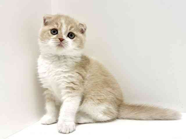 大阪府のスコティッシュフォールド (ひごペットフレンドリーイオン高槻店/2025年12月27日生まれ/男の子/クリームホワイト)の子猫の2枚目の画像