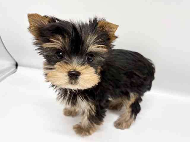 大阪府のヨークシャーテリア (ひごペットフレンドリーイオンタウン豊中庄内店/2026年1月9日生まれ/女の子/スチールブルータン)の子犬の2枚目の画像