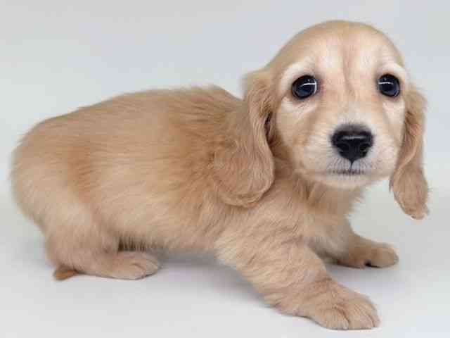 大阪府のミニチュアダックスフンド(ロング) (ひごペットフレンドリー瓜破店/2026年1月13日生まれ/男の子/ゴールド)の子犬の2枚目の画像