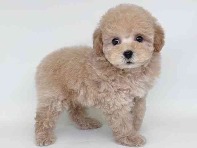 大阪府のトイプードル(トイ) (ひごペットフレンドリー瓜破店/2026年1月13日生まれ/女の子/ペールフォーン)の子犬の2枚目の画像