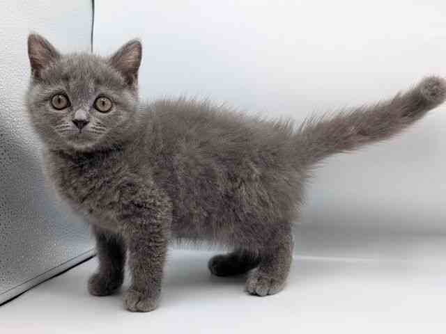 香川県のブリティッシュショートヘアー (ひごペットフレンドリーゆめタウン高松店/2026年1月11日生まれ/男の子/ブルー)の子猫の2枚目の画像