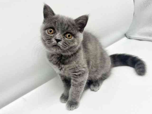大阪府のブリティッシュショートヘアー (ひごペットフレンドリーイオンタウン豊中庄内店/2026年1月12日生まれ/女の子/ブルー)の子猫の2枚目の画像