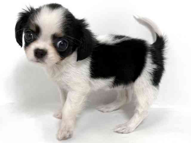 大阪府のキャバチワ/チワキャバ(キャバリア×チワワ) (ひごペットフレンドリーアクロスプラザ住之江店/2026年1月14日生まれ/女の子/トライカラー)の子犬の2枚目の画像