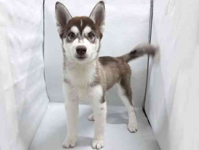 京都府のシベリアンハスキー (ひごペットフレンドリー京都店/2026年1月10日生まれ/男の子/チョコレートホワイト)の子犬の2枚目の画像