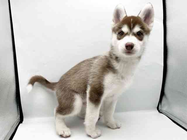 奈良県のシベリアンハスキー (ひごペットフレンドリートナリエ大和高田店/2026年1月10日生まれ/男の子/チョコレートホワイト)の子犬の2枚目の画像