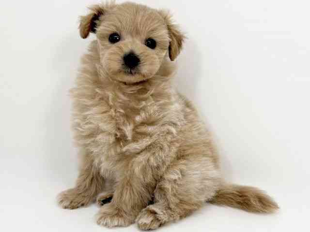 京都府のポメプー(ポメラニアン×プードル) (ひごペットフレンドリーイズミヤショッピングセンター八幡店/2026年1月13日生まれ/男の子/アプリコット)の子犬の2枚目の画像