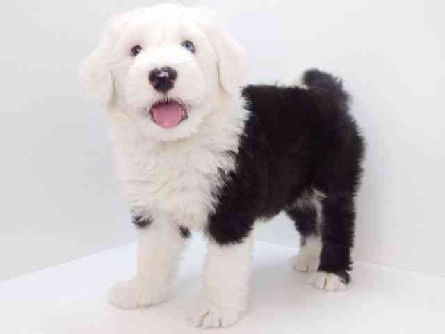 大阪府のオールドイングリッシュシープドッグ (ひごペットフレンドリーいこらもーる泉佐野店/2026年1月14日生まれ/男の子/グレーホワイト)の子犬の2枚目の画像