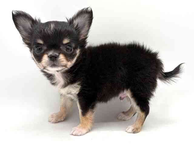 奈良県のチワワ(ロング) (ひごペットフレンドリー田原本店/2026年1月12日生まれ/男の子/ブラッククリームホワイト)の子犬の2枚目の画像