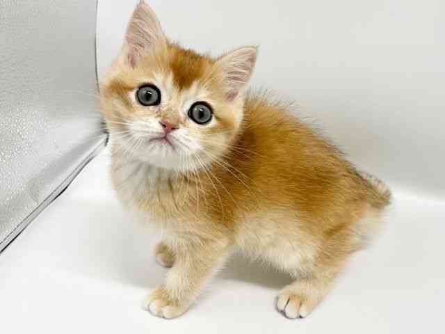 大阪府のブリティッシュショートヘアー (ひごペットフレンドリーイオンタウン豊中庄内店/2026年1月1日生まれ/男の子/チンチラゴールデン)の子猫の2枚目の画像