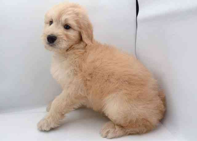 島根県のゴールデンドゥードゥル(ゴールデン×プードル) (ひごペットフレンドリーイオン松江ショッピングセンター店/2026年1月14日生まれ/男の子/アプリコット)の子犬の2枚目の画像