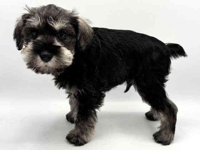 大阪府のミニチュアシュナウザー (ひごペットフレンドリーみのおキューズモール店/2026年1月12日生まれ/男の子/ソルトペッパー)の子犬の2枚目の画像