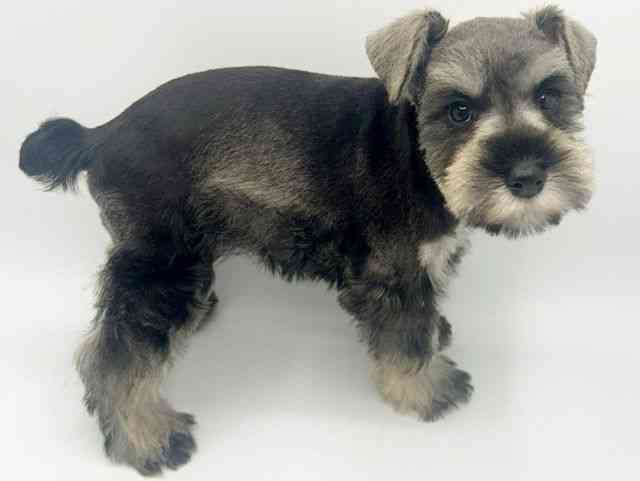 大阪府のミニチュアシュナウザー (ひごペットフレンドリーみのおキューズモール店/2026年1月12日生まれ/女の子/ソルトペッパー)の子犬の2枚目の画像