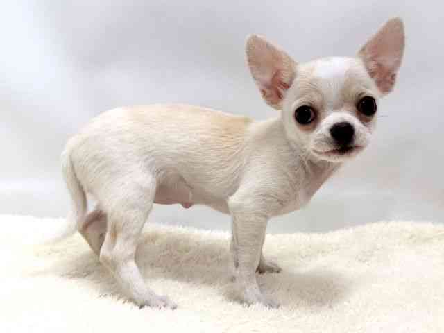 広島県のチワワ(スムース) (ひごペットフレンドリーゆめタウン廿日市店/2026年1月7日生まれ/女の子/クリームホワイト)の子犬の2枚目の画像