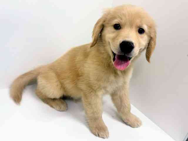 福岡県のゴールデンレトリバー (ひごペットフレンドリーリバーウォーク北九州店/2026年1月7日生まれ/男の子/ゴールデン)の子犬の2枚目の画像