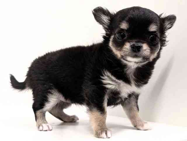 福岡県のチワワ(ロング) (ひごペットフレンドリーリバーウォーク北九州店/2026年1月12日生まれ/女の子/ブラッククリームホワイト)の子犬の2枚目の画像