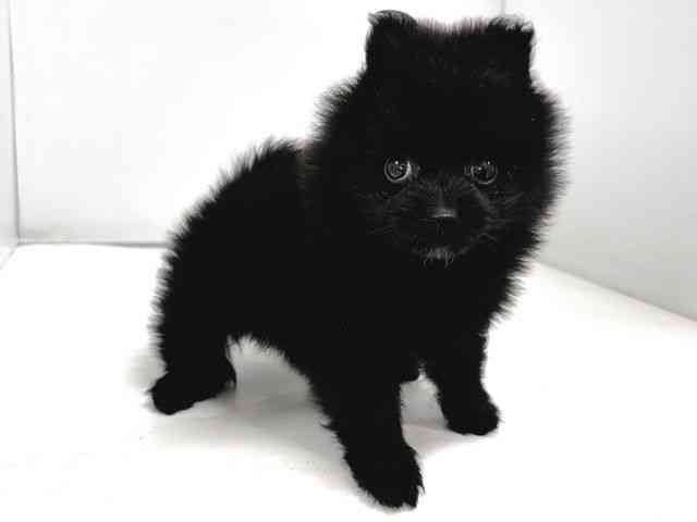 奈良県のポメラニアン (ひごペットフレンドリー奈良パワーシティ店/2026年1月14日生まれ/男の子/ブラック)の子犬の2枚目の画像