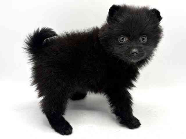 奈良県のポメラニアン (ひごペットフレンドリー田原本店/2026年1月14日生まれ/女の子/ブラック)の子犬の2枚目の画像