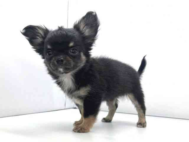 兵庫県のチワワ(ロング) (ひごペットフレンドリーイオンタウン加古川店/2026年1月9日生まれ/女の子/ブラックタンホワイト)の子犬の2枚目の画像