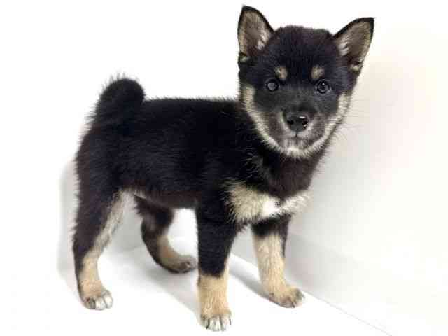 大阪府の柴犬(標準サイズ) (ひごペットフレンドリーアクロスプラザ住之江店/2026年1月6日生まれ/女の子/黒)の子犬の2枚目の画像