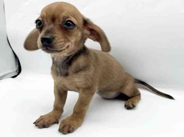 奈良県のチワックス(チワワ×ダックス) (ひごペットフレンドリートナリエ大和高田店/2026年1月14日生まれ/女の子/レッド)の子犬の2枚目の画像