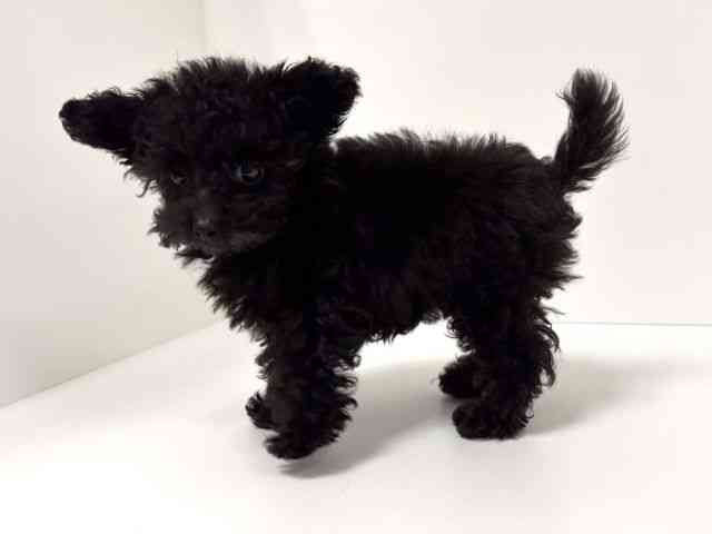 愛知県のトイプードル(トイ) (ひごペットフレンドリーイトーヨーカドー知多店/2026年1月13日生まれ/女の子/ブラック)の子犬の2枚目の画像