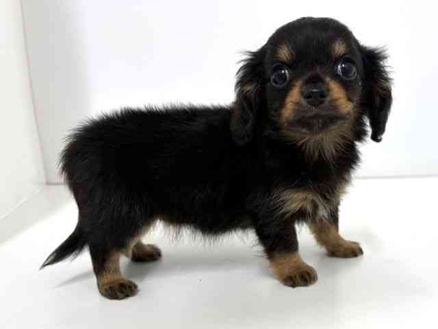 大阪府のチワックス(チワワ×ダックス) (ひごペットフレンドリーベルファⅡ都島店/2026年1月13日生まれ/女の子/ブラッククリーム)の子犬の2枚目の画像