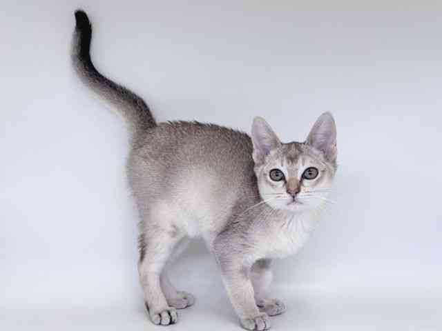 大阪府のシンガプーラ (ひごペットフレンドリー瓜破店/2026年1月1日生まれ/男の子/セピアアグーティ)の子猫の2枚目の画像