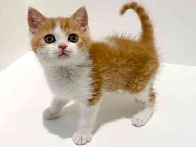 大阪府のマンチカン (ひごペットフレンドリーイオン高槻店/2026年1月15日生まれ/女の子/レッドマッカレルタビーホワイト)の子猫の2枚目の画像