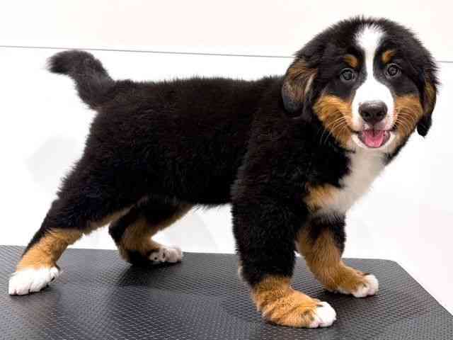 奈良県のバーニーズマウンテンドッグ (ひごペットフレンドリー田原本店/2026年1月17日生まれ/女の子/ブラックラストホワイト)の子犬の2枚目の画像