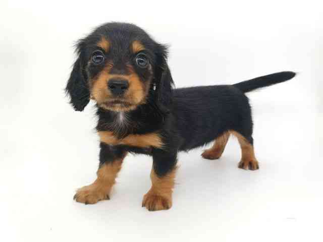 大阪府のミニチュアダックスフンド(ロング) (ひごペットフレンドリー泉ヶ丘店/2026年1月16日生まれ/女の子/ブラックタン)の子犬の2枚目の画像