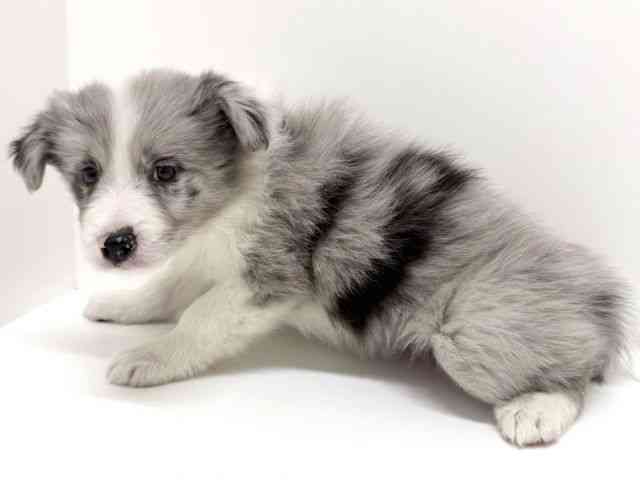 大阪府のボーダーコリー (ひごペットフレンドリーくずはモール店/2026年1月11日生まれ/女の子/ブルーマール)の子犬の2枚目の画像