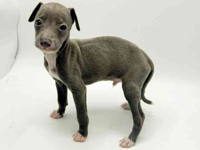 大阪府のイタリアングレーハウンド (ひごペットフレンドリーみのおキューズモール店/2026年1月13日生まれ/男の子/ブルーホワイト)の子犬の2枚目の画像