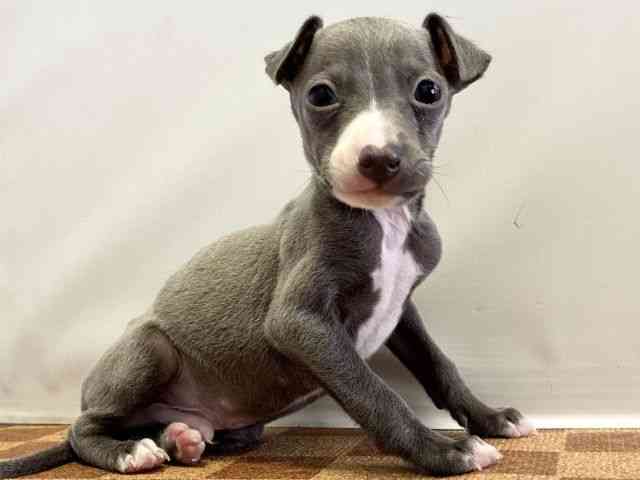 愛媛県のイタリアングレーハウンド (ひごペットフレンドリーエミフルMASAKI店/2026年1月13日生まれ/男の子/ブルーホワイト)の子犬の2枚目の画像