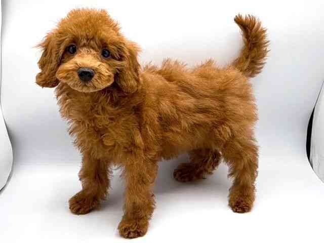 奈良県のトイプードル(トイ) (ひごペットフレンドリー田原本店/2026年1月16日生まれ/女の子/レッド)の子犬の2枚目の画像