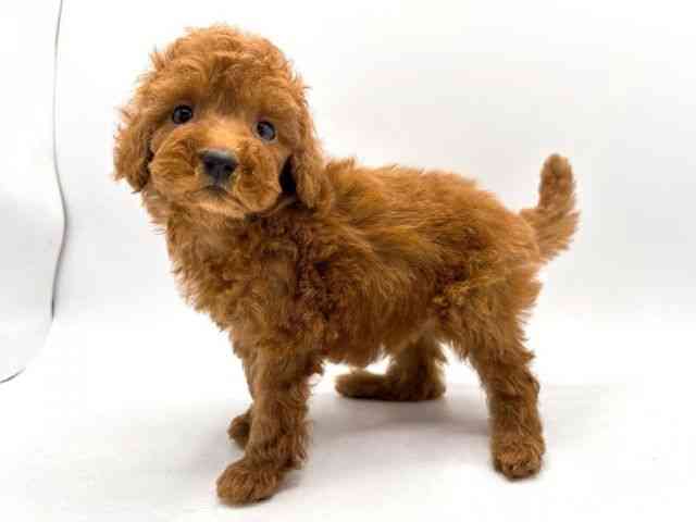 奈良県のトイプードル(トイ) (ひごペットフレンドリー田原本店/2026年1月16日生まれ/女の子/レッド)の子犬の2枚目の画像