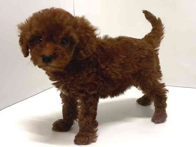 奈良県のトイプードル(トイ) (ひごペットフレンドリー奈良パワーシティ店/2026年1月16日生まれ/女の子/レッド)の子犬の2枚目の画像