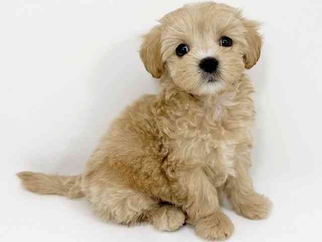 京都府のマルプー(マルチーズ×プードル) (ひごペットフレンドリーイズミヤショッピングセンター八幡店/2026年1月16日生まれ/女の子/クリーム)の子犬の2枚目の画像