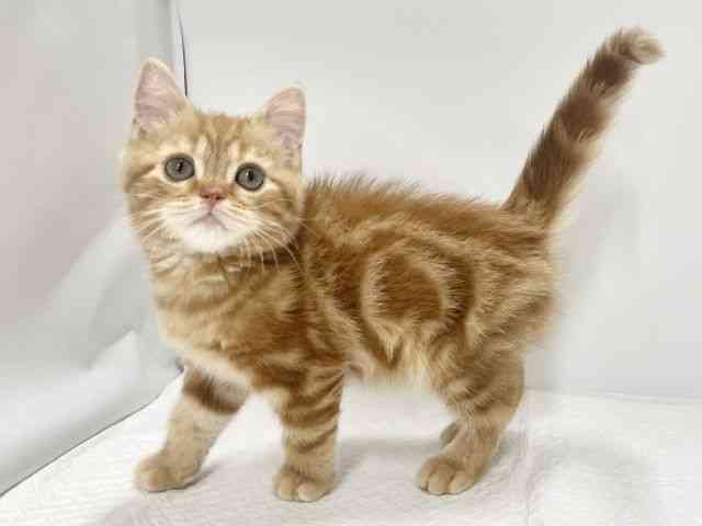 高知県のスコティッシュフォールド (ひごペットフレンドリーイオンモール高知店/2026年1月17日生まれ/男の子/レッドタビー)の子猫の2枚目の画像