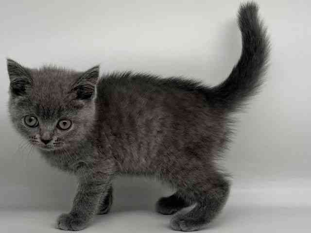 徳島県のブリティッシュショートヘアー (ひごペットフレンドリーゆめタウン徳島店/2026年1月16日生まれ/男の子/ブルー)の子猫の2枚目の画像