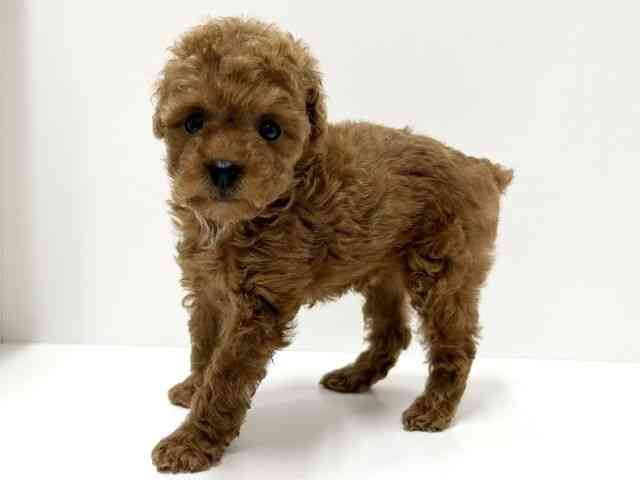 愛知県のトイプードル(トイ) (ひごペットフレンドリーららぽーと名古屋みなとアクルス店/2026年1月10日生まれ/女の子/レッド)の子犬の2枚目の画像