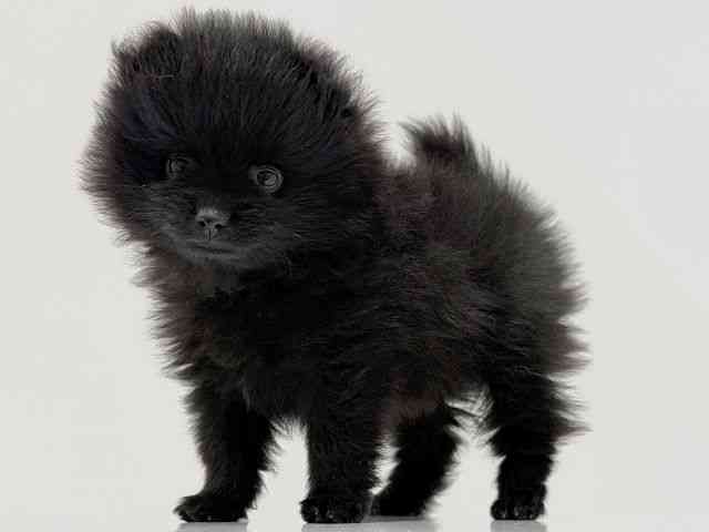 奈良県のポメラニアン (ひごペットフレンドリーイオンモール橿原ウエスト・ビレッジ店/2026年1月16日生まれ/女の子/ブラック)の子犬の2枚目の画像