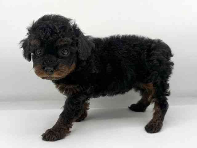 大阪府のトイプードル(トイ) (ひごペットフレンドリーららぽーとEXPOCITY店/2026年1月17日生まれ/男の子/ブラックタン)の子犬の2枚目の画像