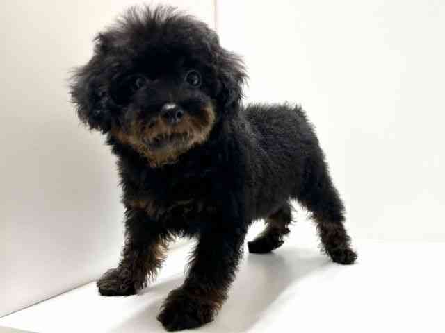 愛知県のトイプードル(トイ) (ひごペットフレンドリーららぽーと名古屋みなとアクルス店/2026年1月17日生まれ/男の子/ブラックタン)の子犬の2枚目の画像