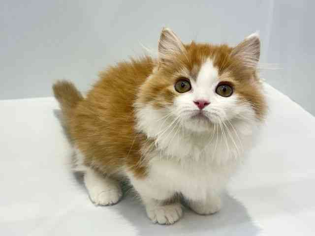 大阪府のマンチカン (ひごペットフレンドリーセブンパーク天美店/2026年1月16日生まれ/男の子/レッドホワイト)の子猫の2枚目の画像