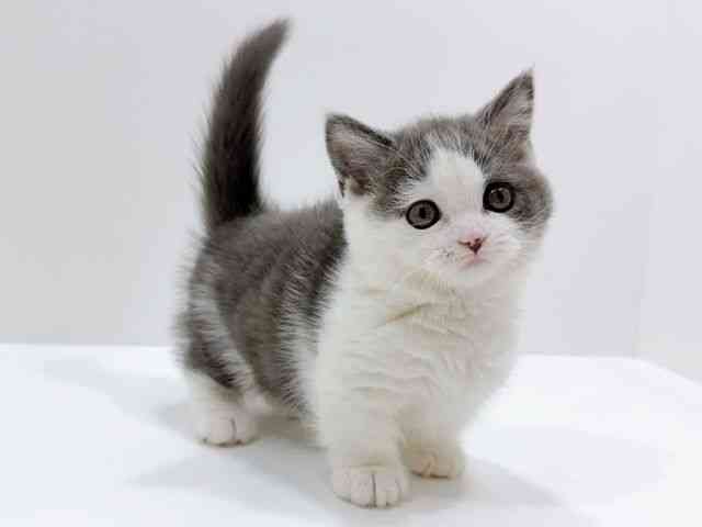 広島県のマンチカン (ひごペットフレンドリーフジグラン神辺店/2026年1月16日生まれ/女の子/ブルーホワイト)の子猫の2枚目の画像