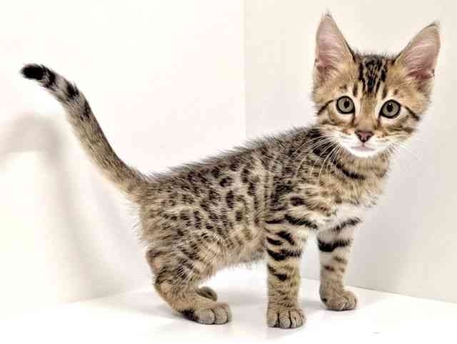 福岡県のベンガル (ひごペットフレンドリーリバーウォーク北九州店/2026年1月17日生まれ/男の子/ブラウンスポットタビー)の子猫の2枚目の画像