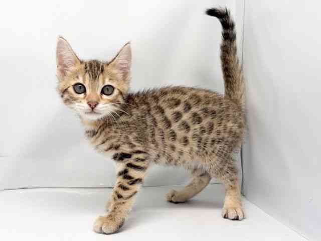 京都府のベンガル (ひごペットフレンドリー洛北阪急スクエア店/2026年1月17日生まれ/女の子/ブラウンスポットタビー)の子猫の2枚目の画像