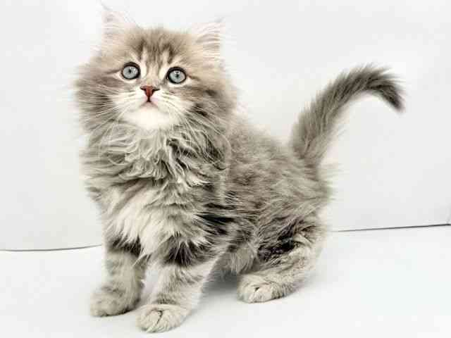 兵庫県のサイベリアン (ひごペットフレンドリークラウンパーク伊丹店/2026年1月11日生まれ/男の子/ブルークラシックタビー)の子猫の2枚目の画像