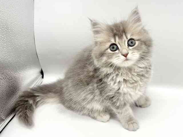 大阪府のサイベリアン (ひごペットフレンドリーイオンタウン豊中庄内店/2026年1月11日生まれ/女の子/ブルークラシックタビー)の子猫の2枚目の画像