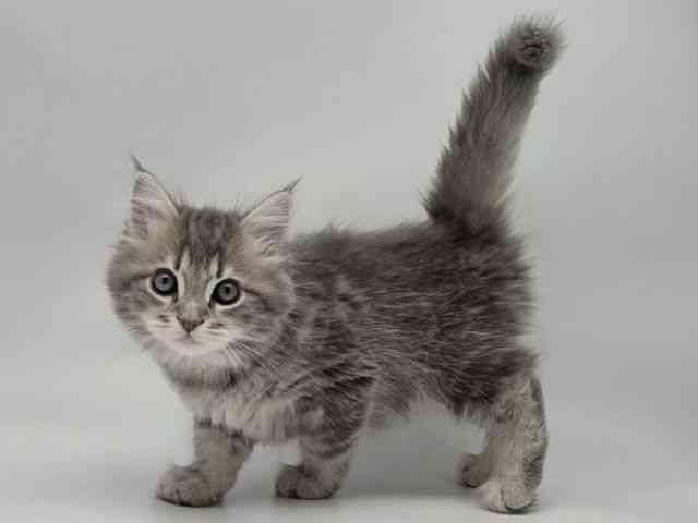 島根県のサイベリアン (ひごペットフレンドリーイオンモール出雲店/2026年1月11日生まれ/男の子/ブルークラシックタビー)の子猫の2枚目の画像